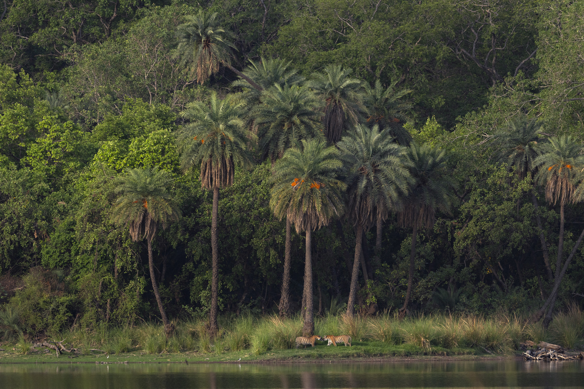 naturescape-2024